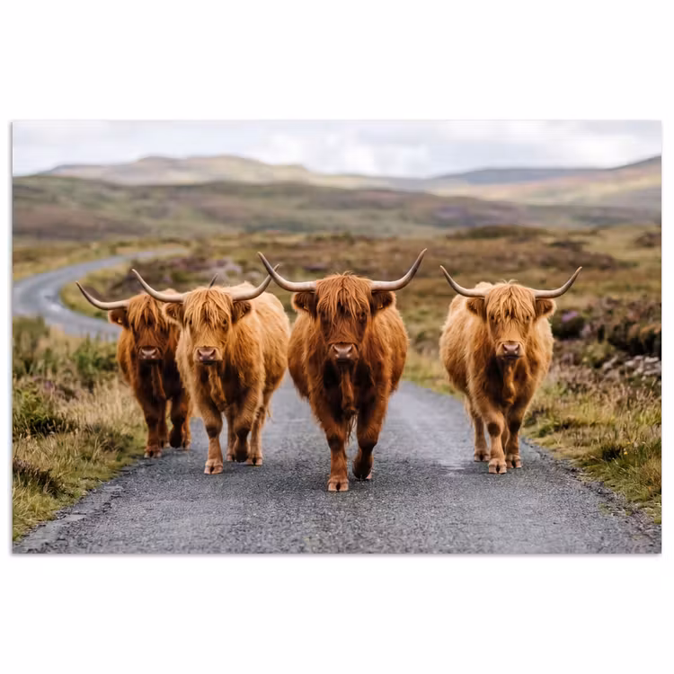 Poster - Schotse Hooglanders - Weg - Landschap - Kudde