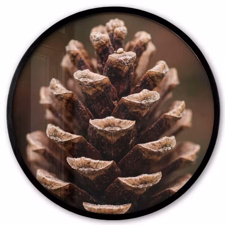 Ronde fotolijst - Dennenappel - Bos - Herfst - Bruin - Sfeervol