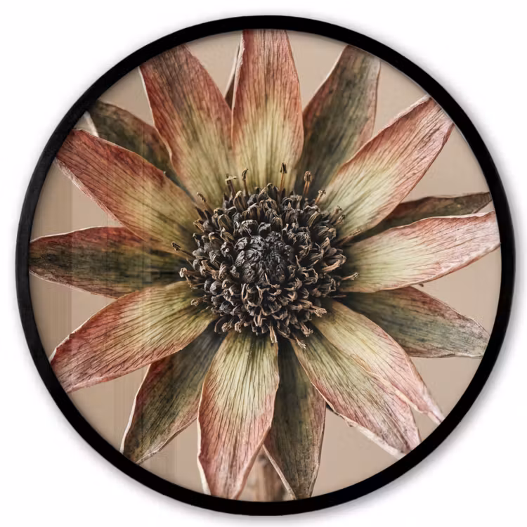 Ronde fotolijst - Droogbloem - Protea - Vintage - Beige - Rustiek