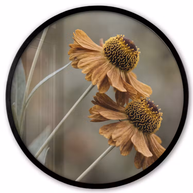 Ronde fotolijst - Zonnehoed - Droogbloemen - Geel - Warm