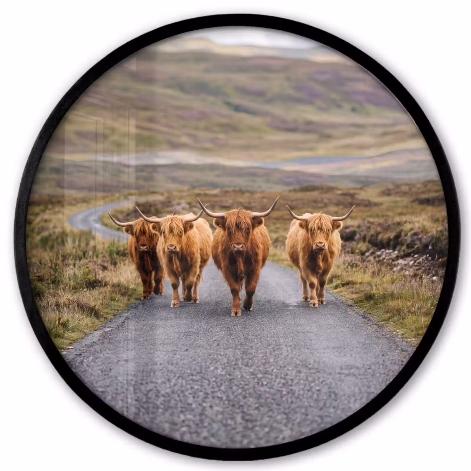 Ronde fotolijst - Schotse Hooglanders - Weg - Landschap - Kudde — 1