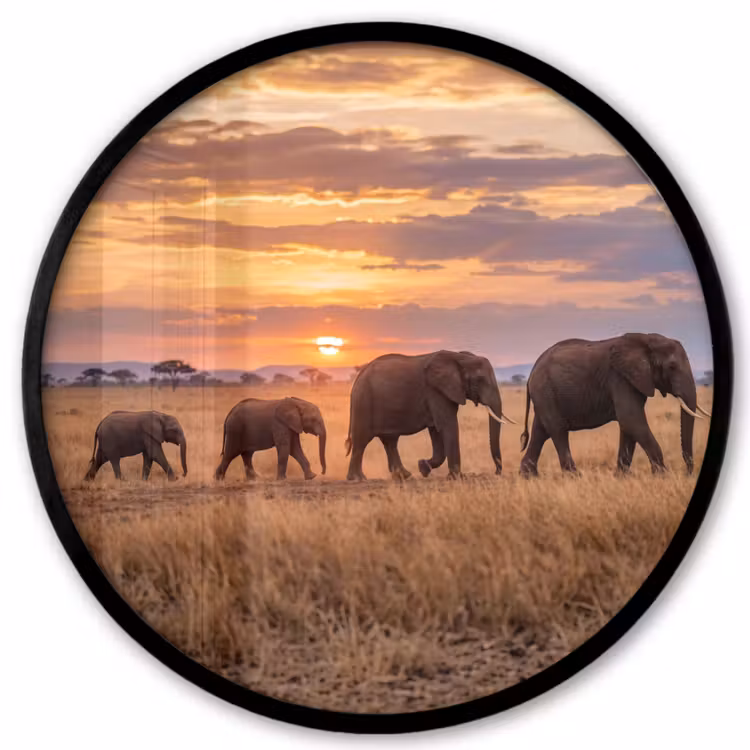 Ronde fotolijst - Olifanten - Savanne - Zonsondergang - Afrika - Warm