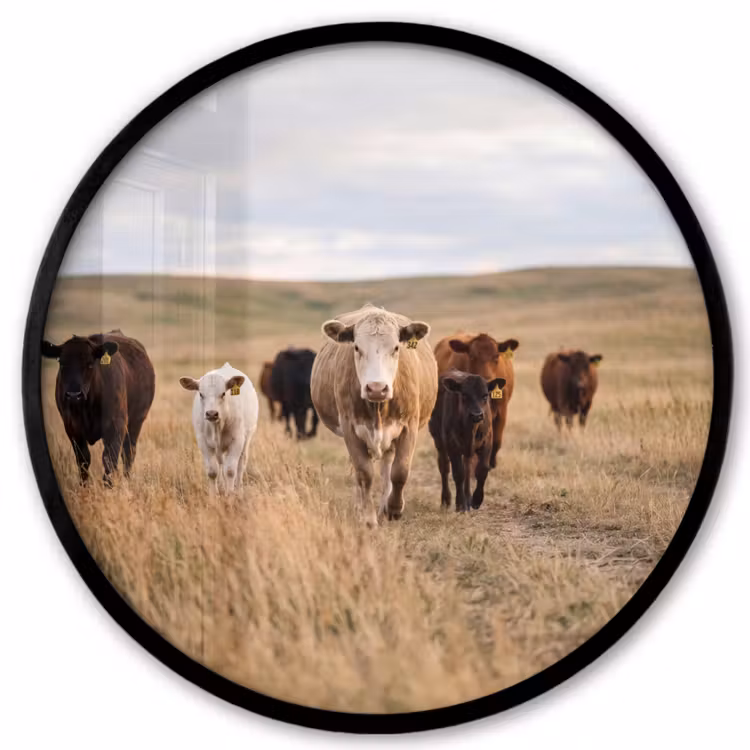 Ronde fotolijst - Runderen - Kudde - Landschap - Weide - Rustig
