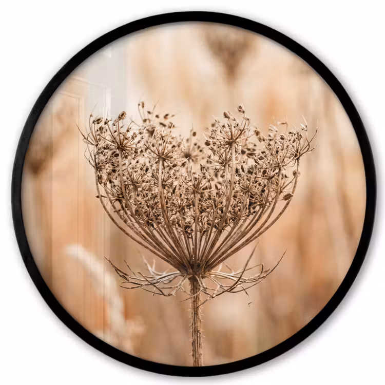 Ronde fotolijst - Schermbloem - Droogbloem - Winter - Beige - Minimalistisch