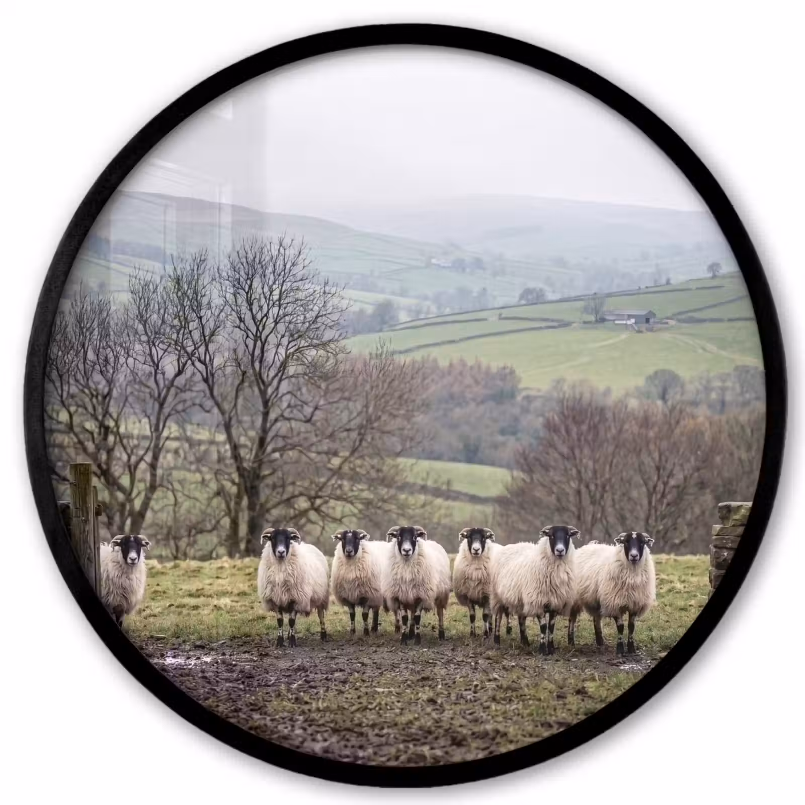 Ronde fotolijst - Schapen - Rij - Weide - Dieren - Platteland — 1