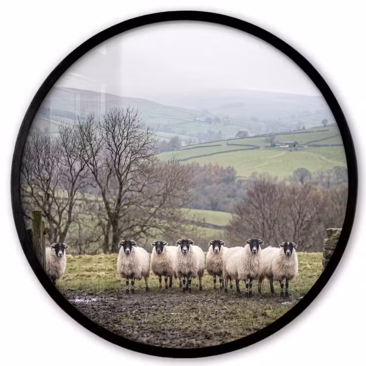 Ronde fotolijst - Schapen - Rij - Weide - Dieren - Platteland