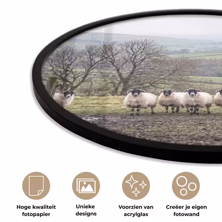 Ronde fotolijst - Schapen - Rij - Weide - Dieren - Platteland — 2