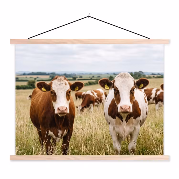 Schoolplaat - Koeien - Portret - Weide - Boerderij - Nieuwsgierig
