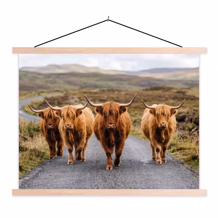 Schoolplaat - Schotse Hooglanders - Weg - Landschap - Kudde