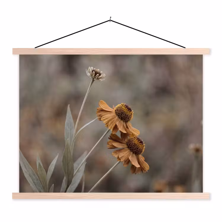 Schoolplaat - Zonnehoed - Droogbloemen - Geel - Warm
