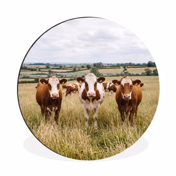 Wandcirkel - Aluminium - Koeien - Portret - Weide - Boerderij - Nieuwsgierig