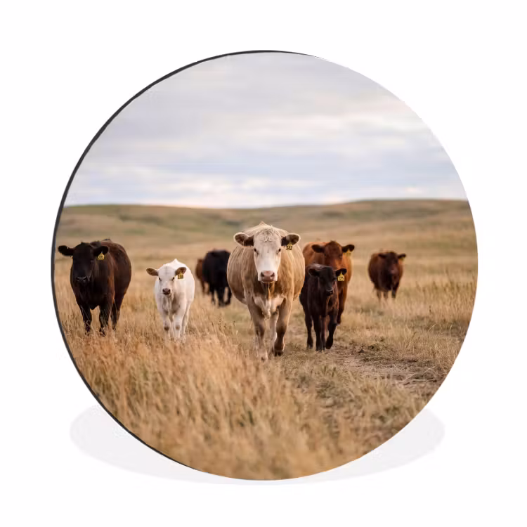 Wandcirkel - Aluminium - Runderen - Kudde - Landschap - Weide - Rustig