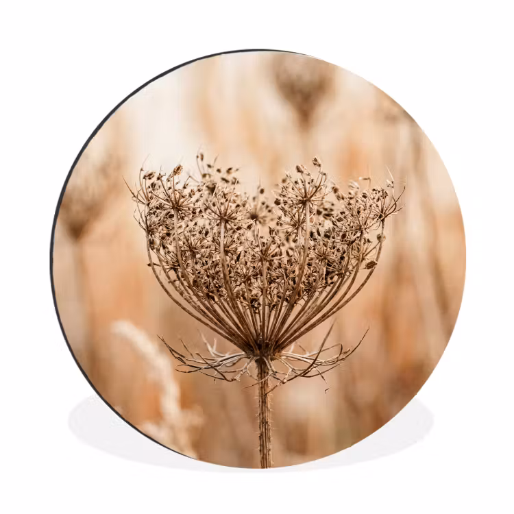 Wandcirkel - Aluminium - Schermbloem - Droogbloem - Winter - Beige - Minimalistisch