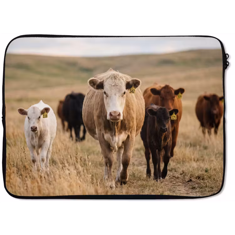 Laptophoes - Runderen - Kudde - Landschap - Weide - Rustig