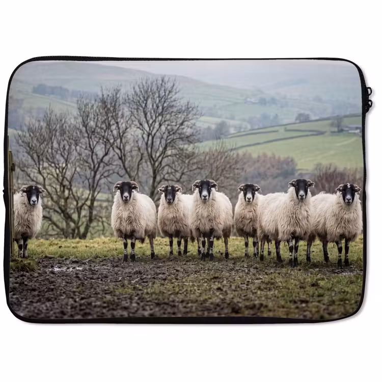 Laptophoes - Schapen - Rij - Weide - Dieren - Platteland