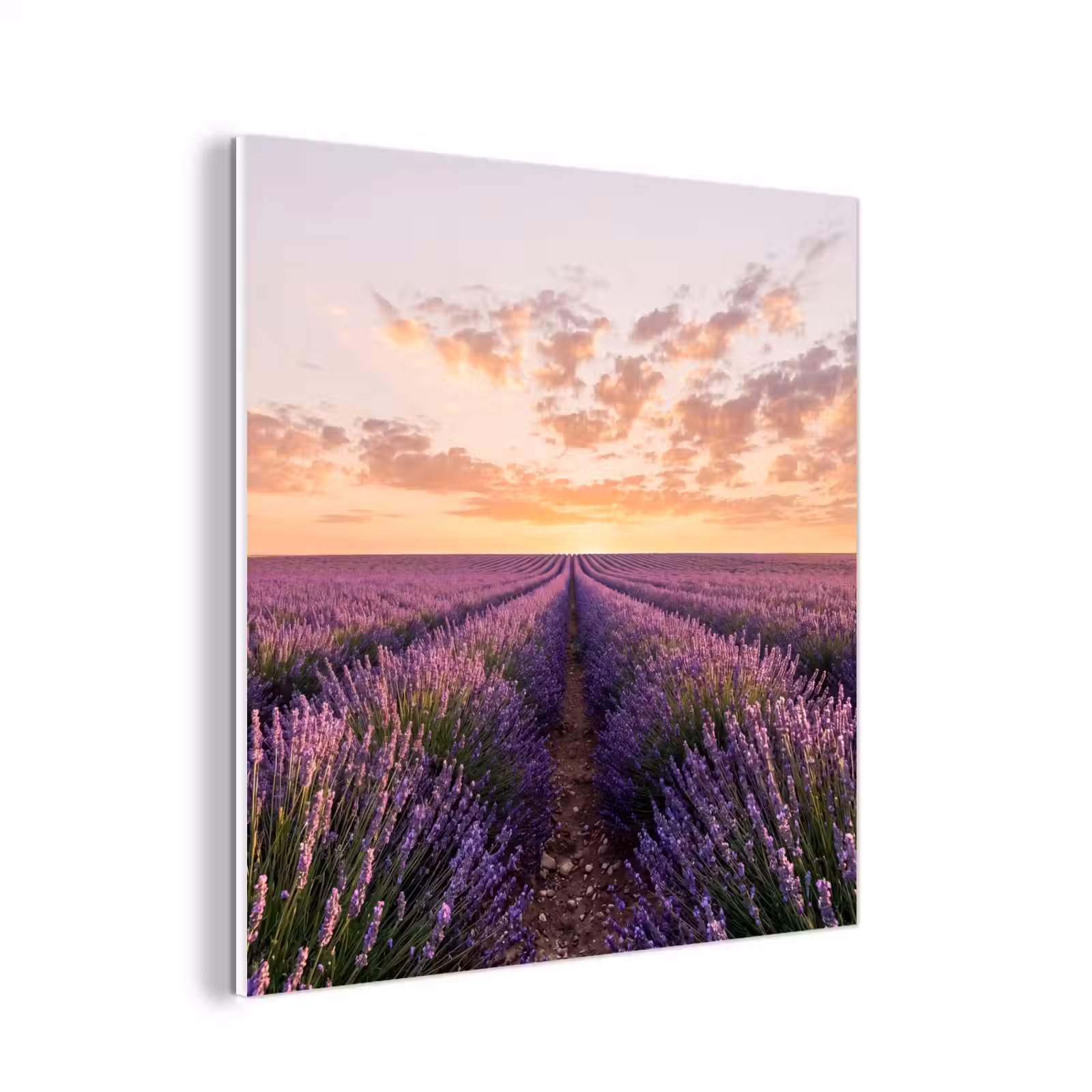 Forex - Landschap - Lavendelveld - Paars — 1