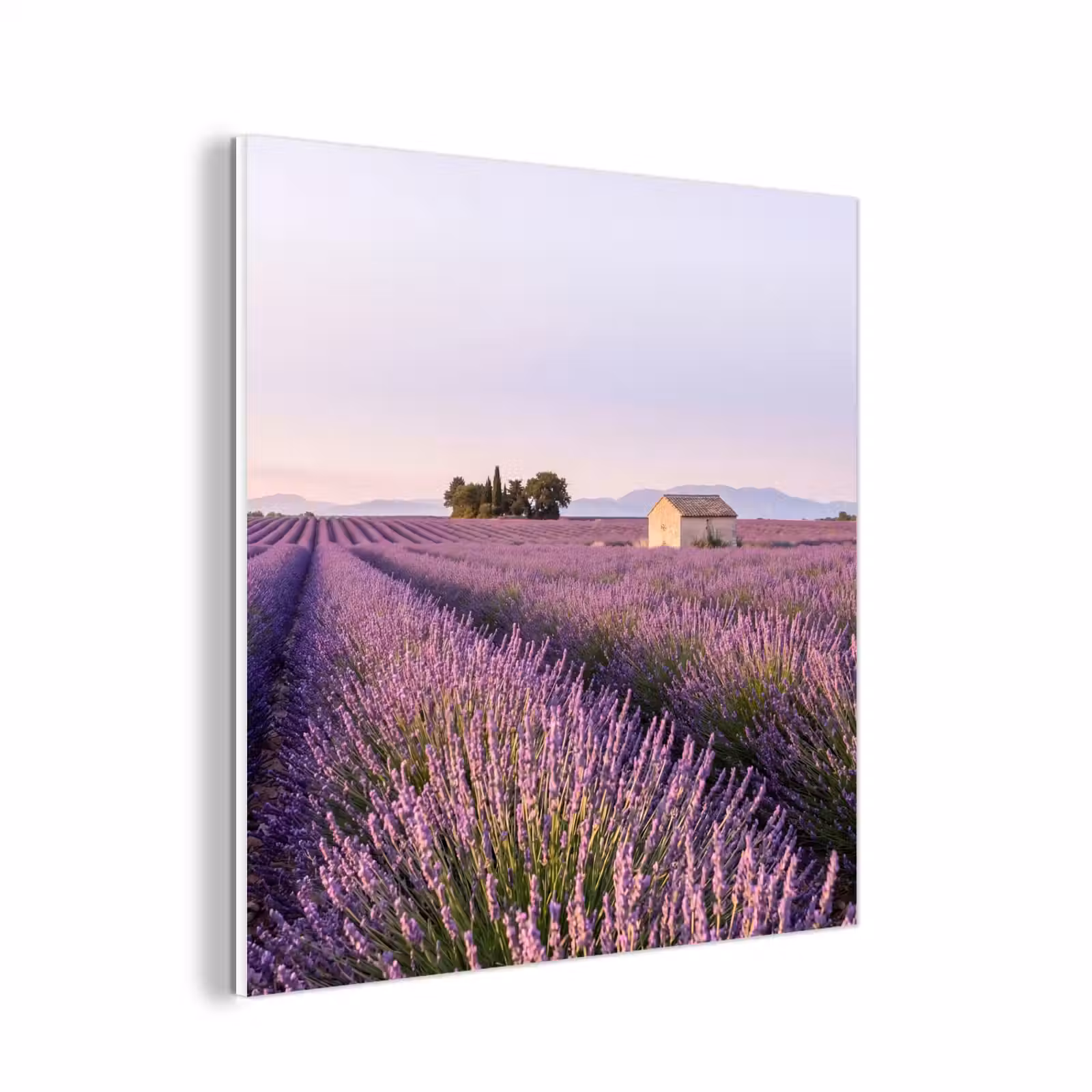 Forex - Lavendel - Landschap - Sereen - Paars — 1