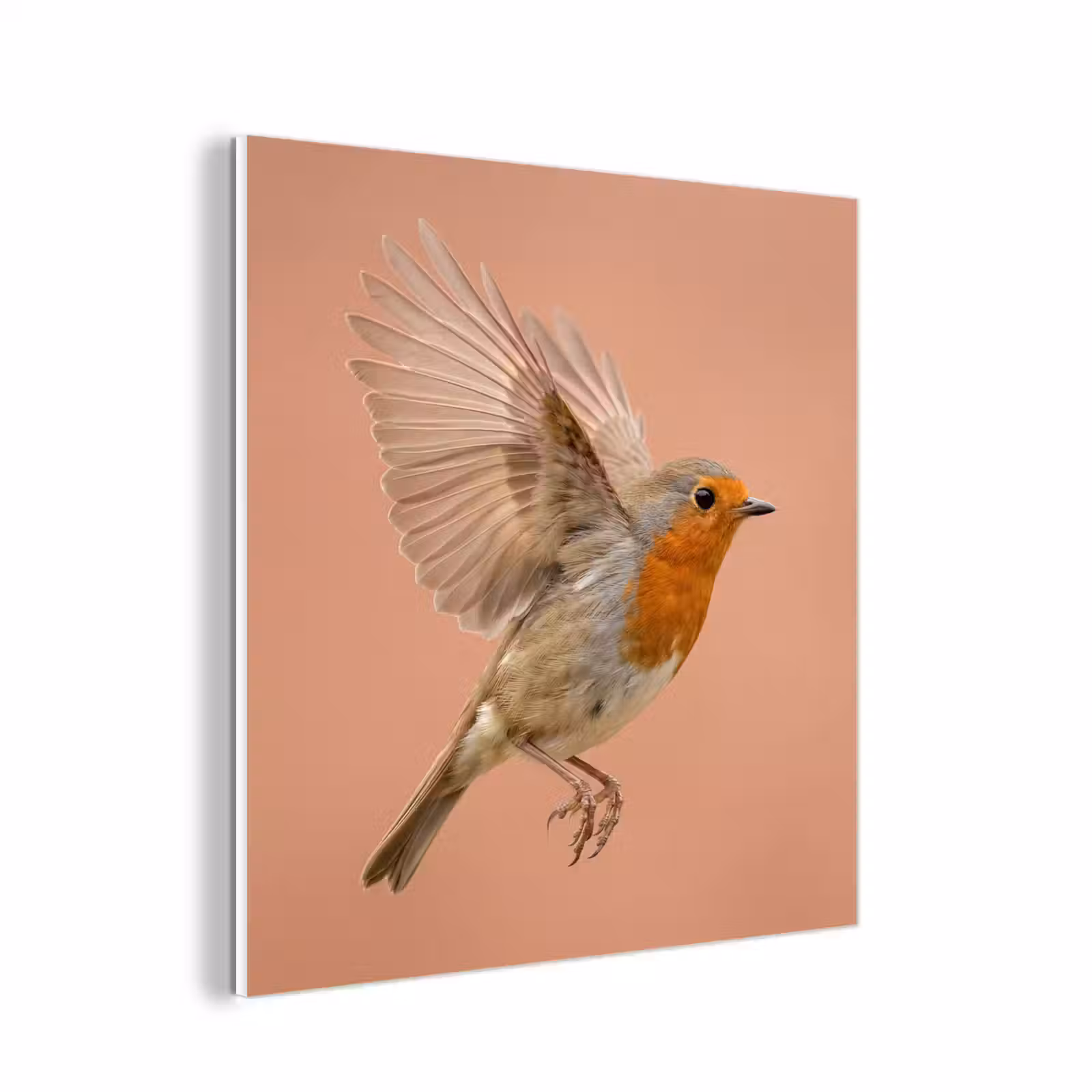 Forex - Roodborst - Natuur - Roze — 1
