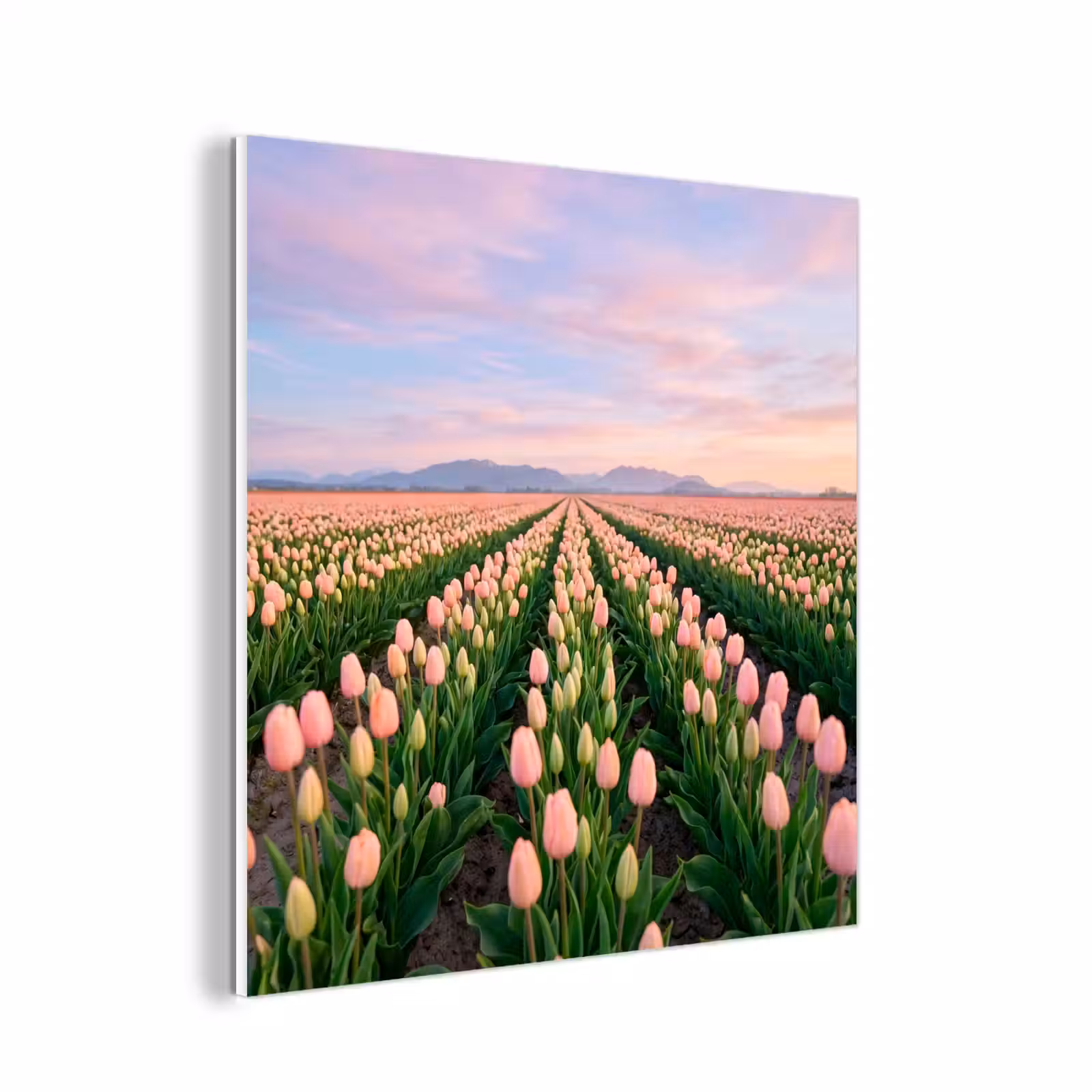 Forex - Tulpen - Landschap - Roze — 1