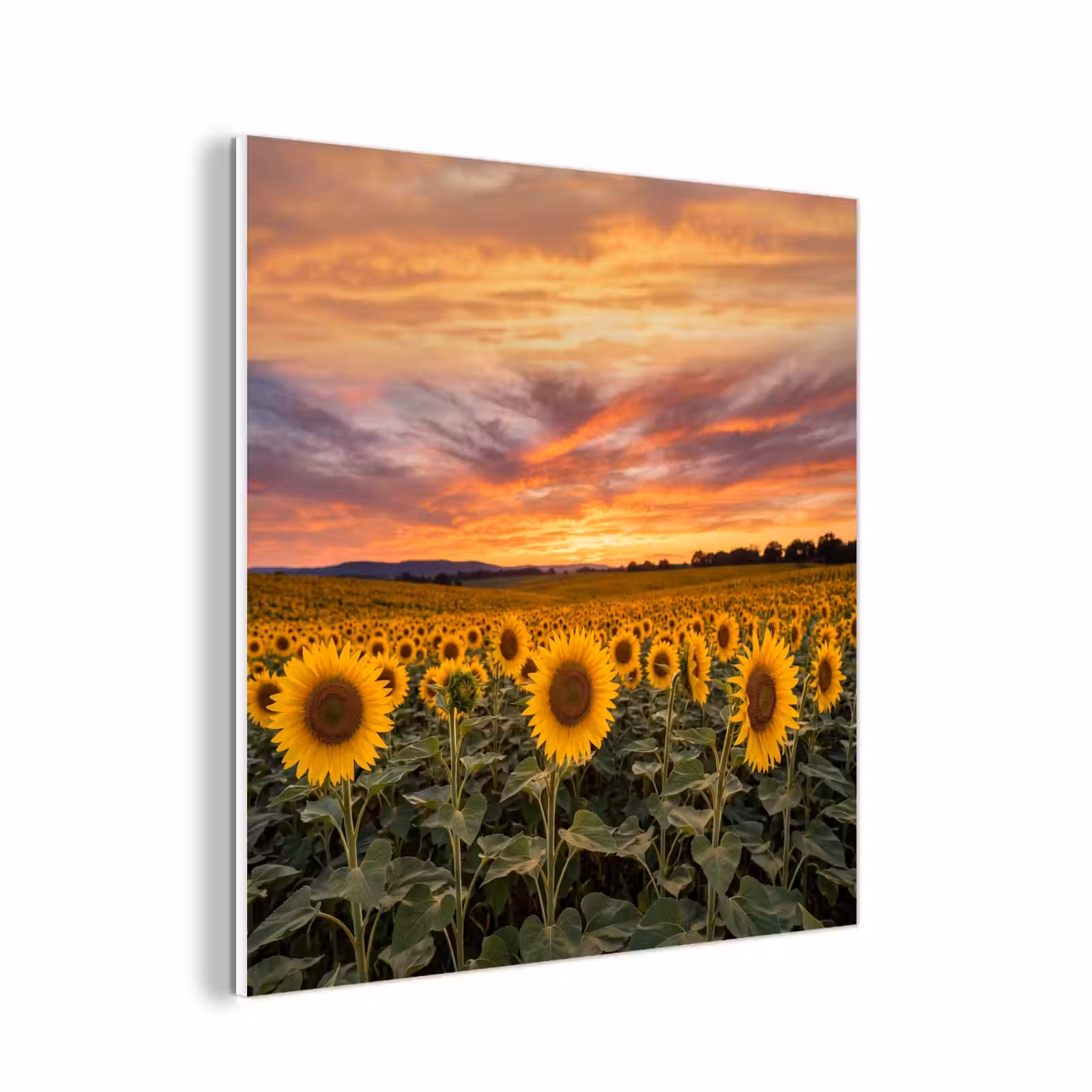 Forex - Zonnebloemen - Heuvellandschap - Geel — 1