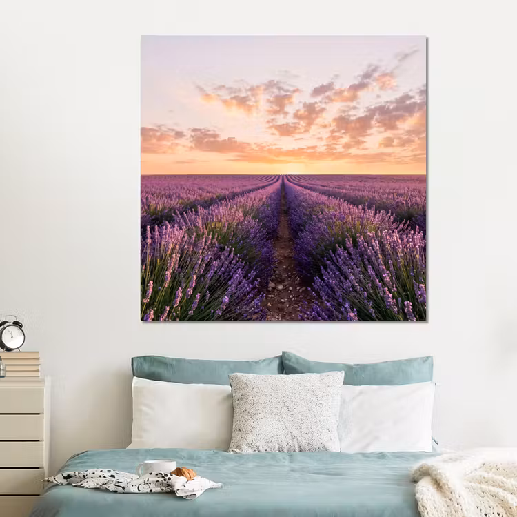 Forex - Landschap - Lavendelveld - Paars — 2