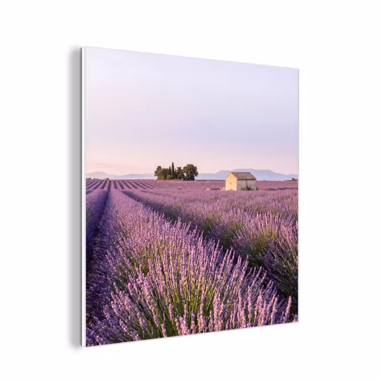Forex - Lavendel - Landschap - Sereen - Paars — 1