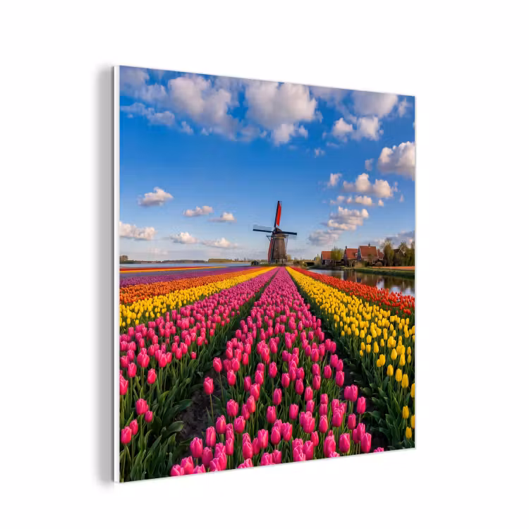 Forex - Tulpen - Holland - Molen - Kleurrijk — 1