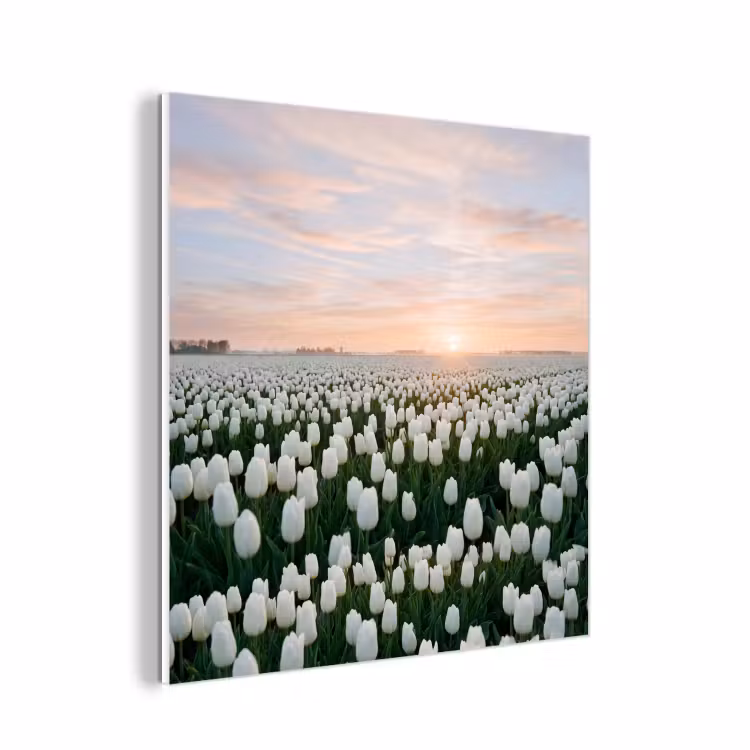 Forex - Tulpen - Landschap - Wit — 1