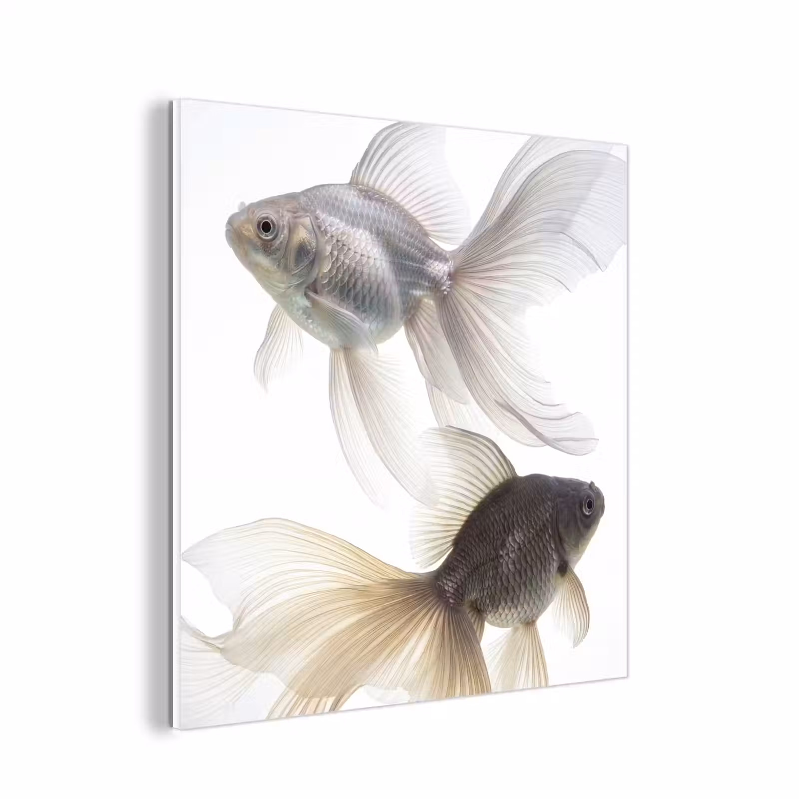 Forex - Goudvissen - Modern - Wit — 1