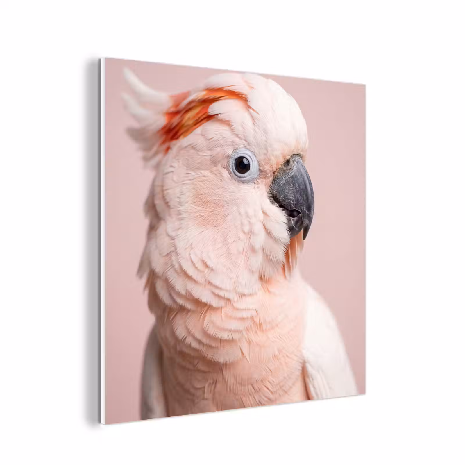 Forex - Kaketoe - Portret - Roze — 1