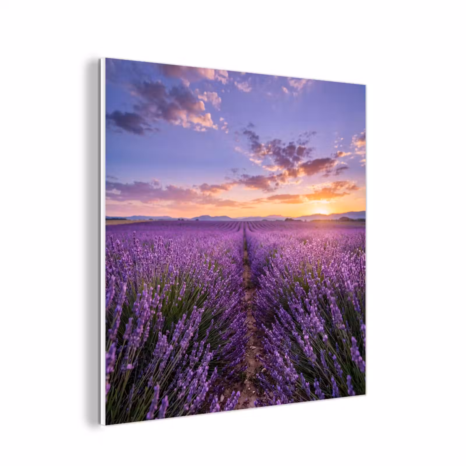 Forex - Lavendel - Veld - Natuur - Paars — 1