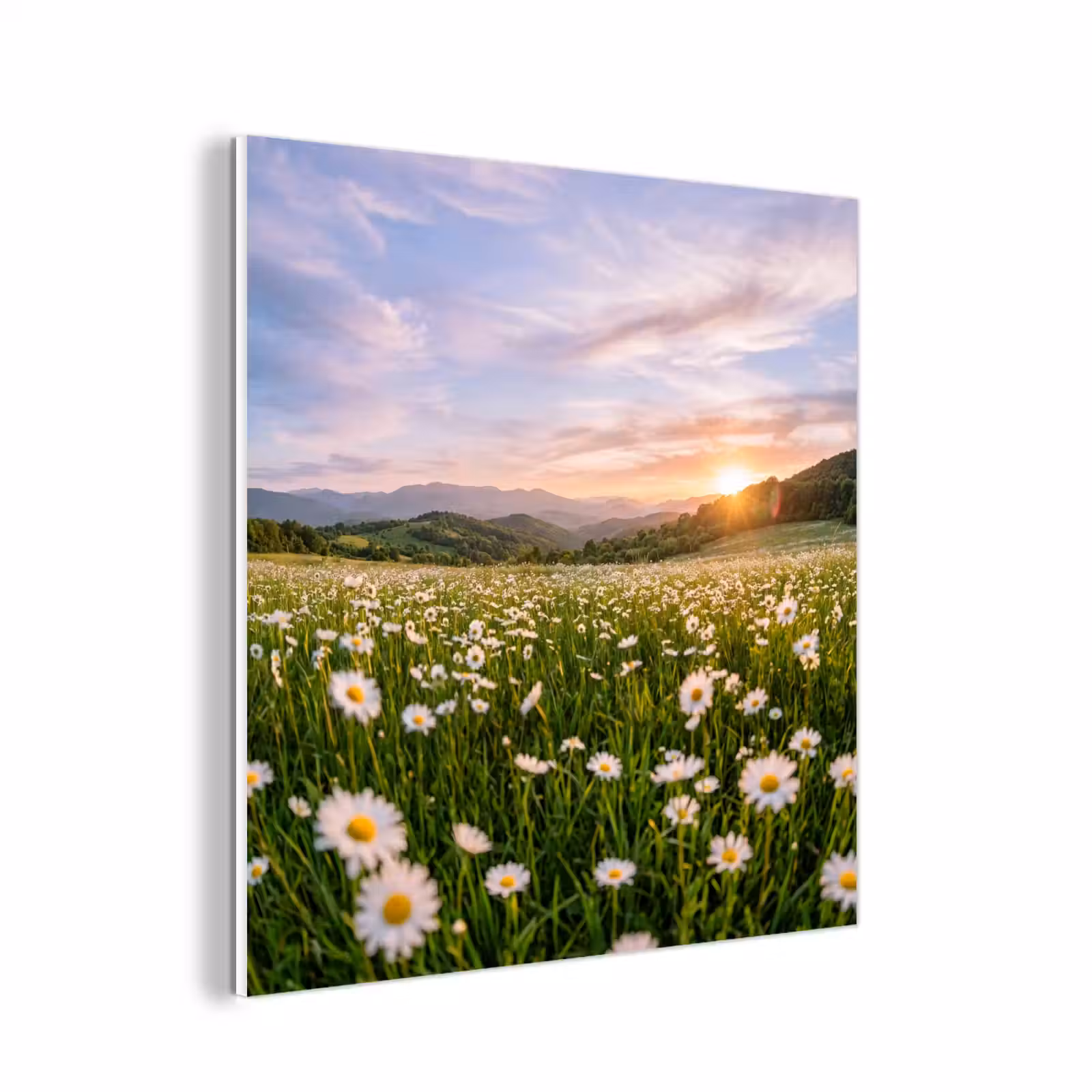Forex - Madelief - Veld - Heuvels - Groen — 1