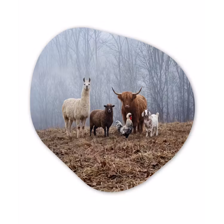 Organische schilderij - Aluminium - Boerderijdieren - Groep - Mist - Natuur - Rustiek