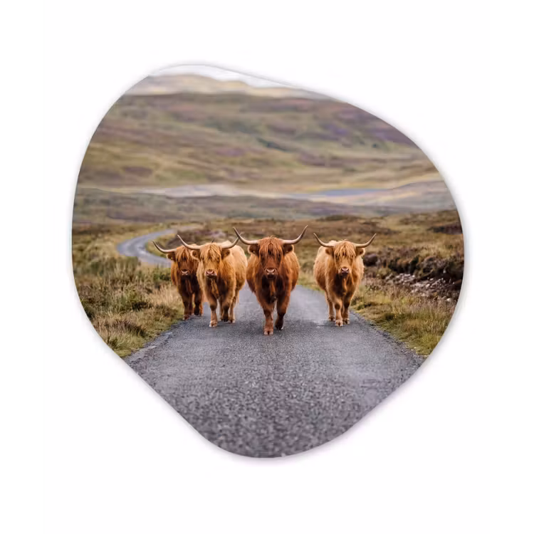 Organische schilderij - Aluminium - Schotse Hooglanders - Weg - Landschap - Kudde