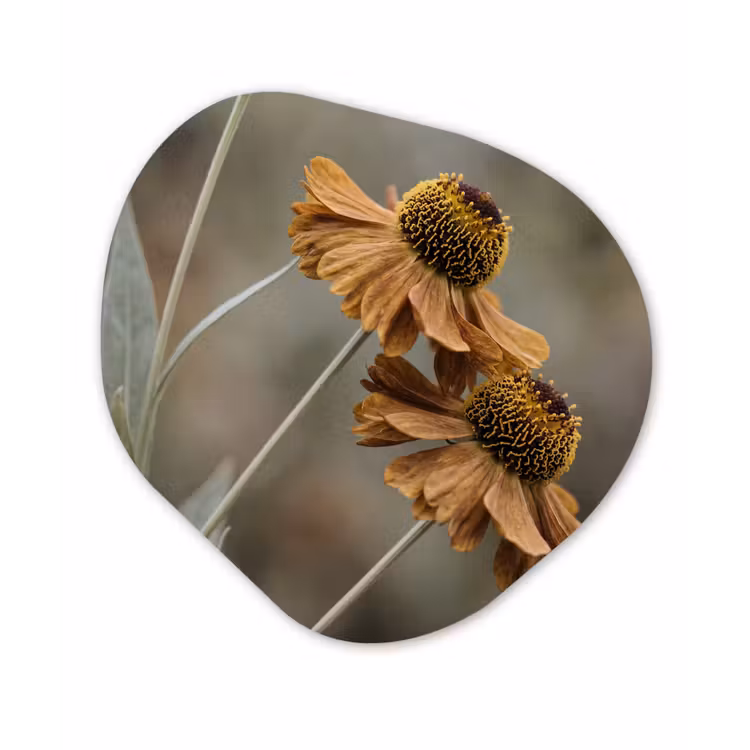 Organische schilderij - Aluminium - Zonnehoed - Droogbloemen - Geel - Warm