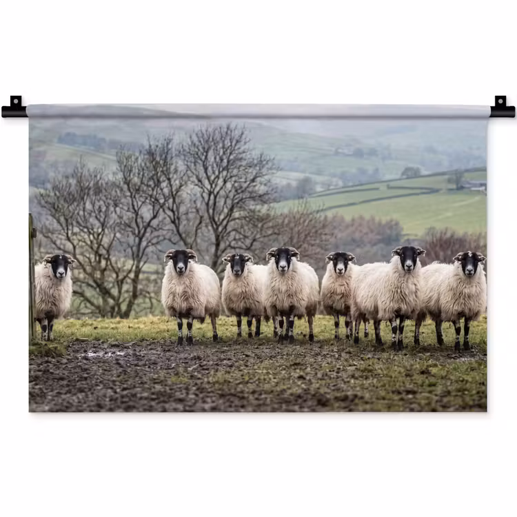 Wandkleed - Schapen - Rij - Weide - Dieren - Platteland