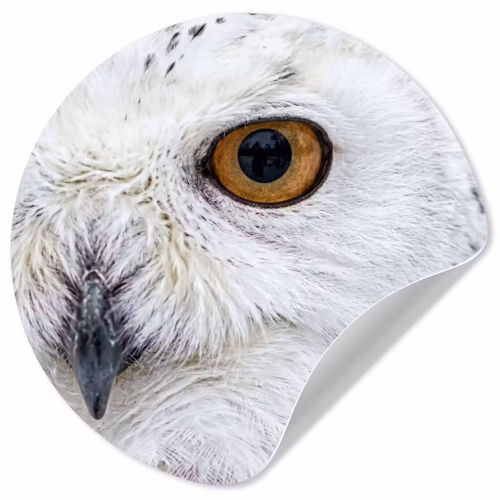 Behangcirkel - Sneeuwuil - Oog - Wildlife - Wit — 1