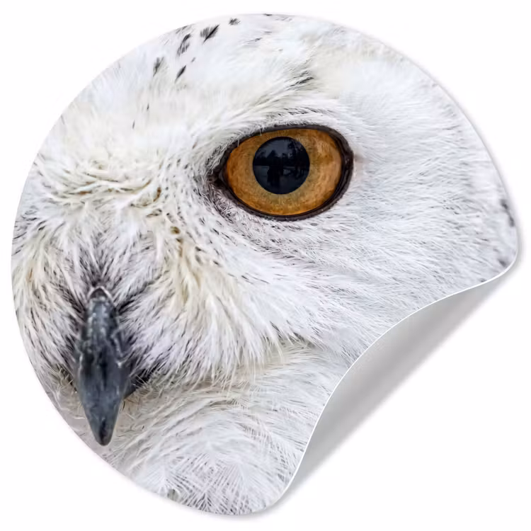 Behangcirkel - Sneeuwuil - Oog - Wildlife - Wit — 1
