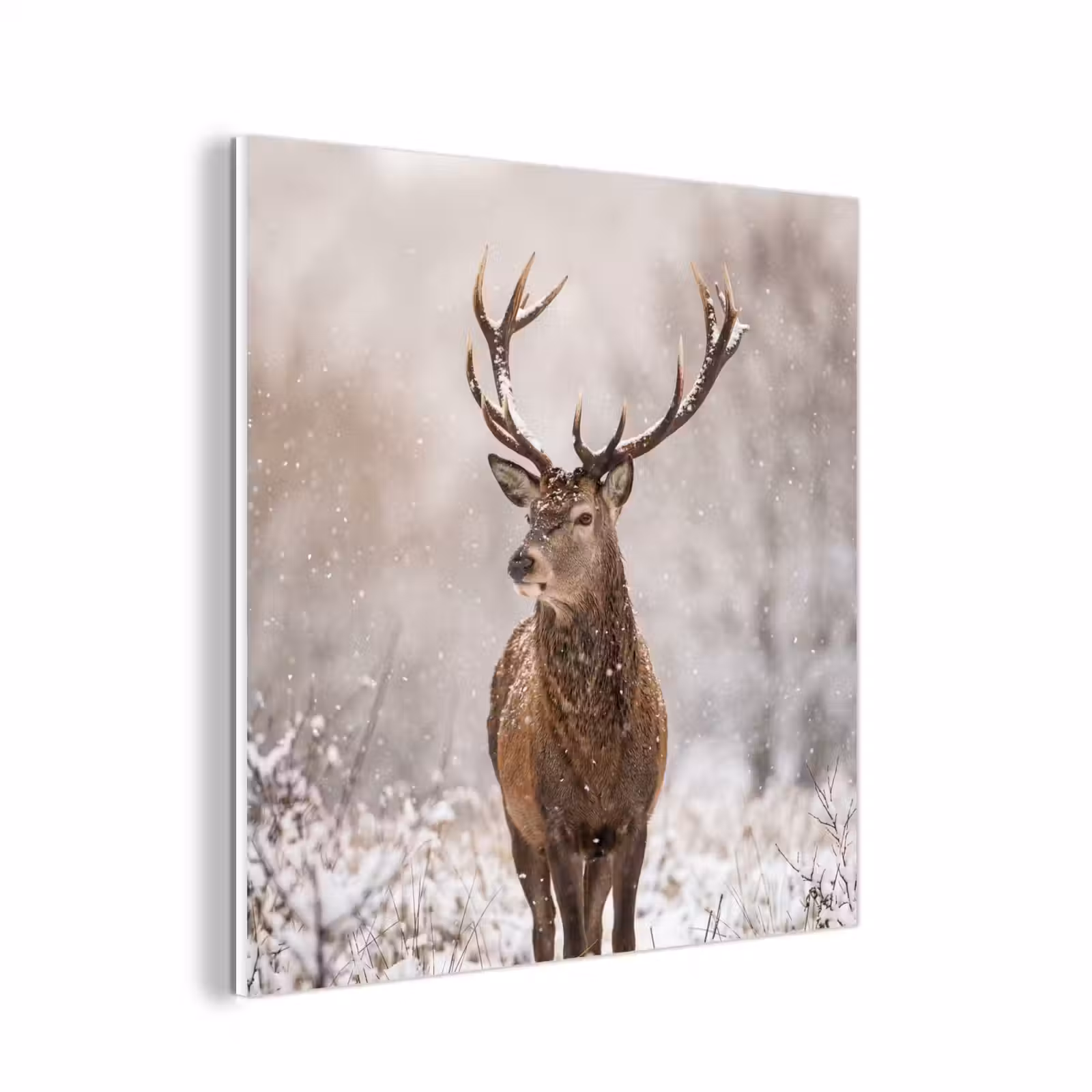 Forex - Edelhert - Bos - Sneeuw - Winter - Majestueus — 1