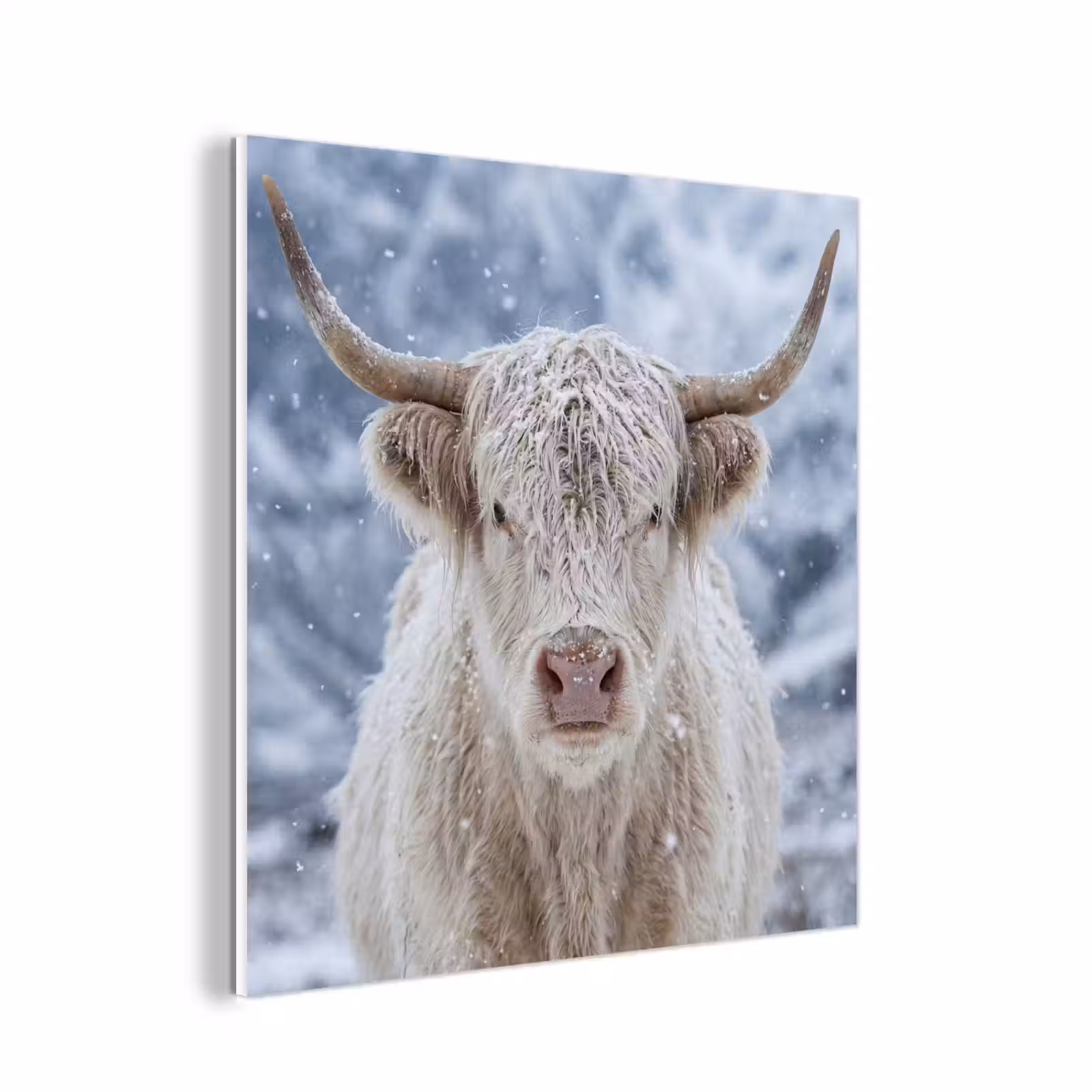 Forex - Schotse Hooglander - Sneeuw - Bergen - Winter — 1