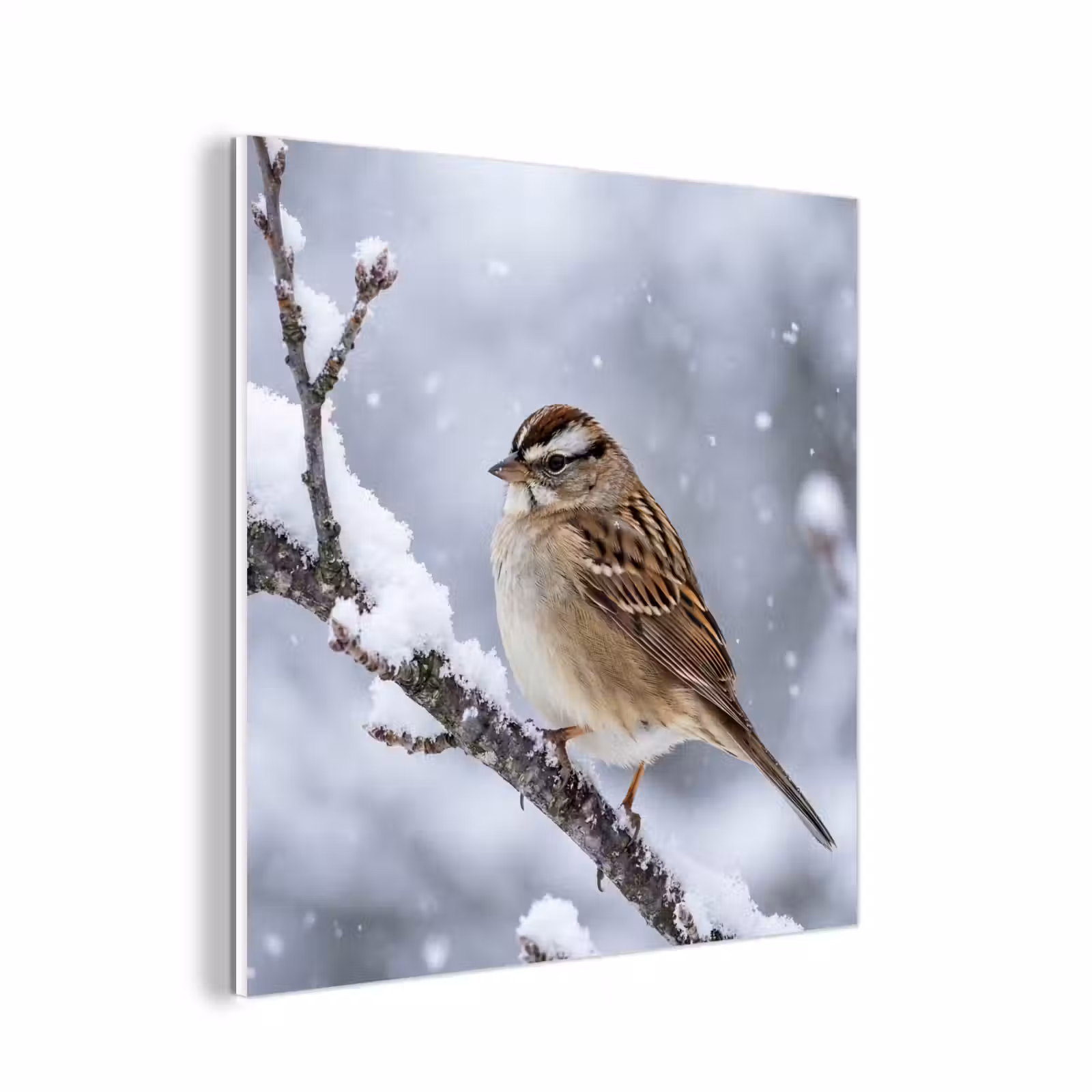 Forex - Vogel - Tak - Sneeuw - Winter — 1
