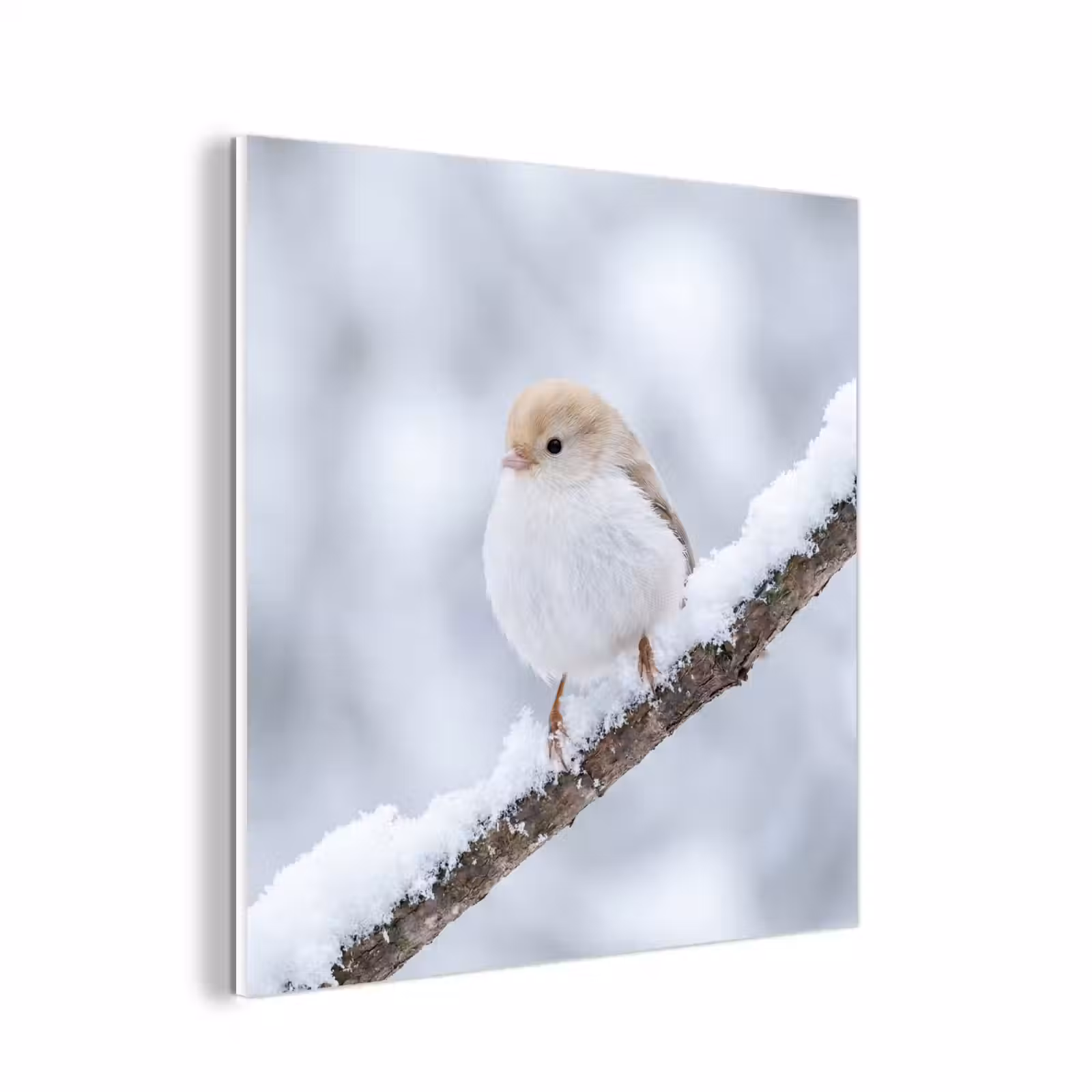Forex - Vogeltje - Sneeuw - Tak - Winter - Zacht — 1