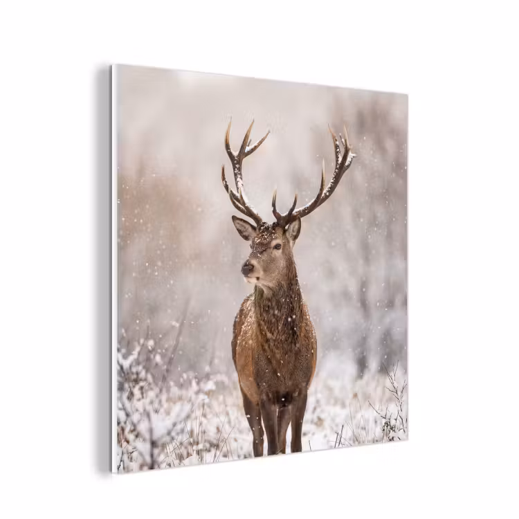 Forex - Edelhert - Bos - Sneeuw - Winter - Majestueus — 1