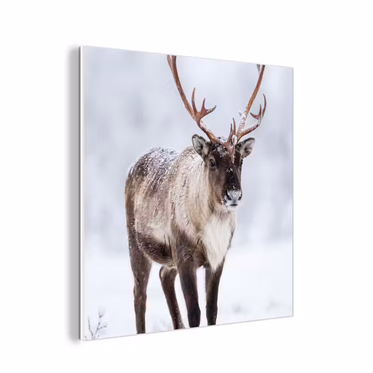 Forex - Rendier - Gewei - Toendra - Sneeuw - Wild — 1