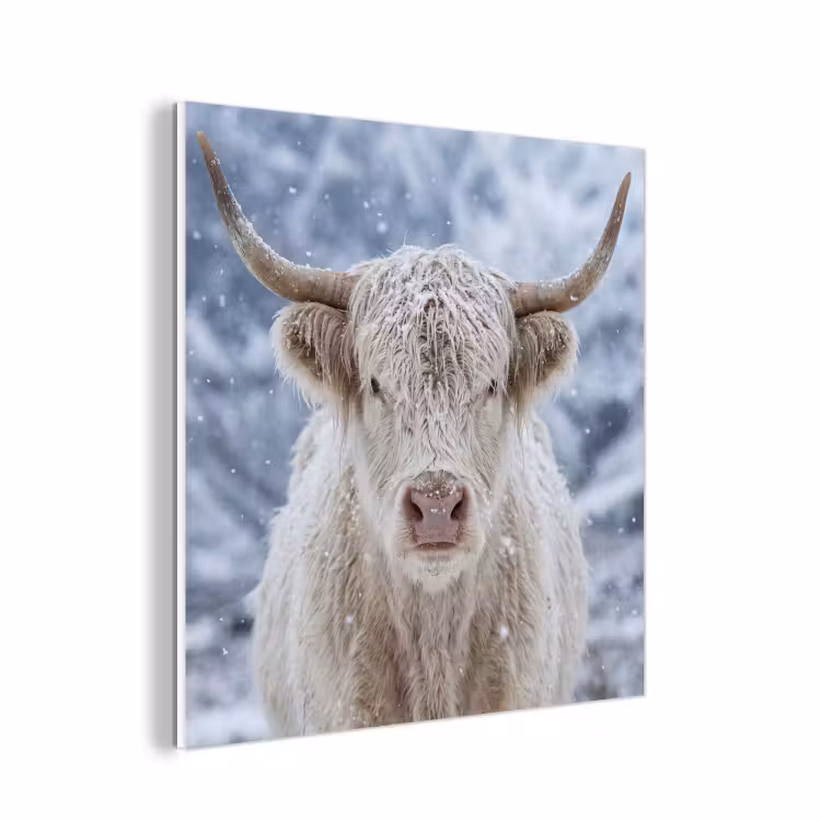 Forex - Schotse Hooglander - Sneeuw - Bergen - Winter — 1