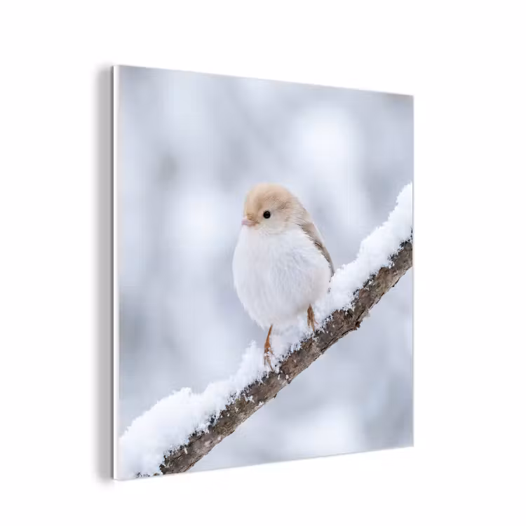 Forex - Vogeltje - Sneeuw - Tak - Winter - Zacht — 1