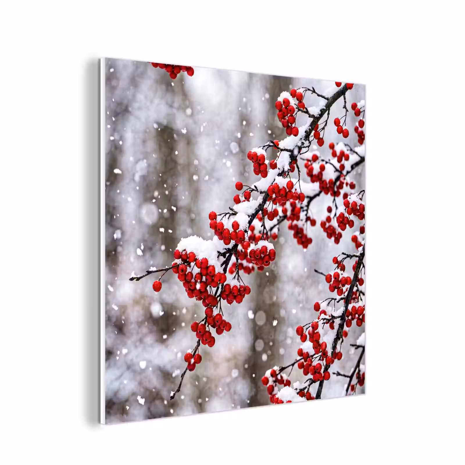 Forex - Bessen - Takken - Sneeuw - Winter - Kleurrijk — 1