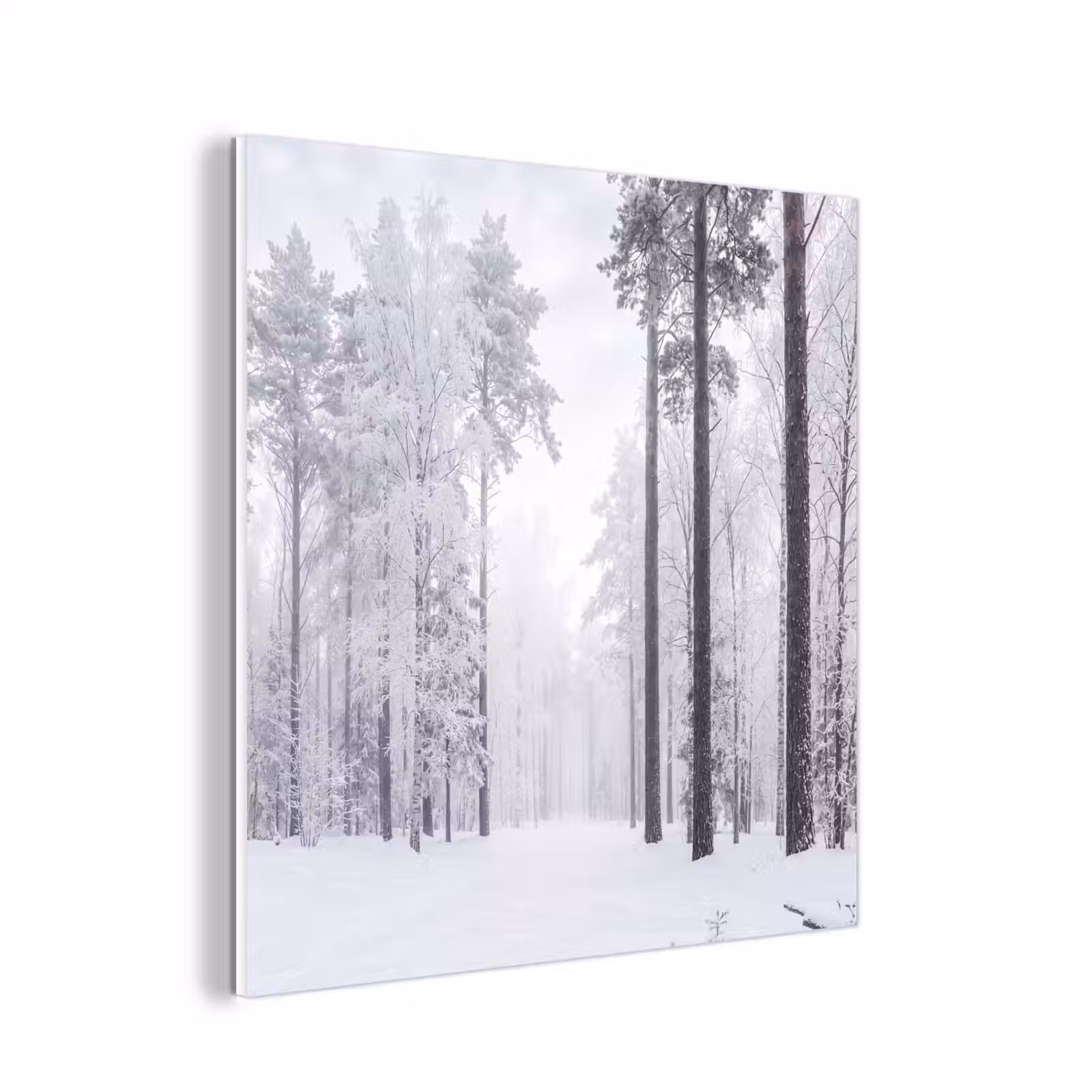 Forex - Bos - Sneeuw - Pad - Winter - Stilte — 1