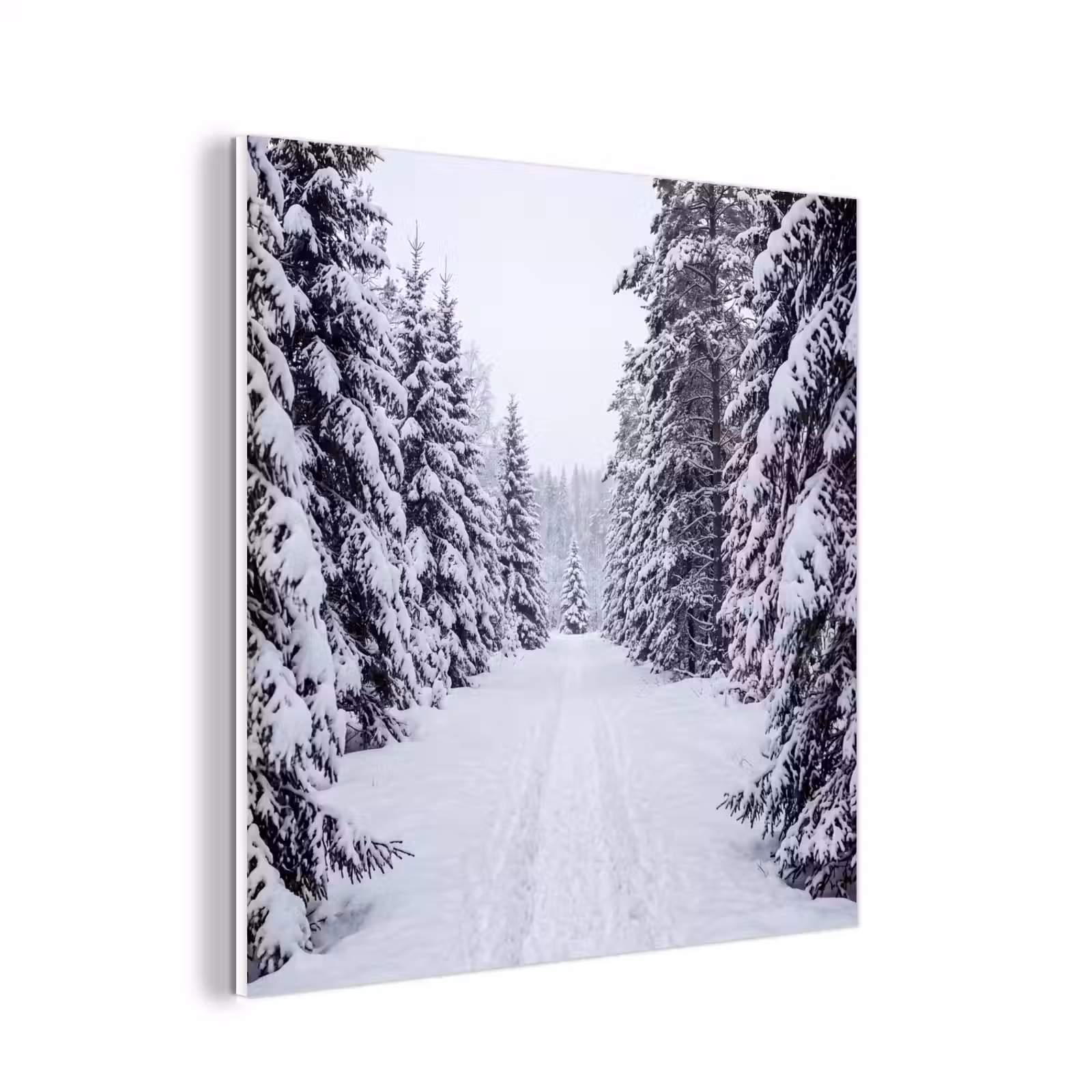 Forex - Bos - Winter - Sneeuw - Pad - Natuur — 1