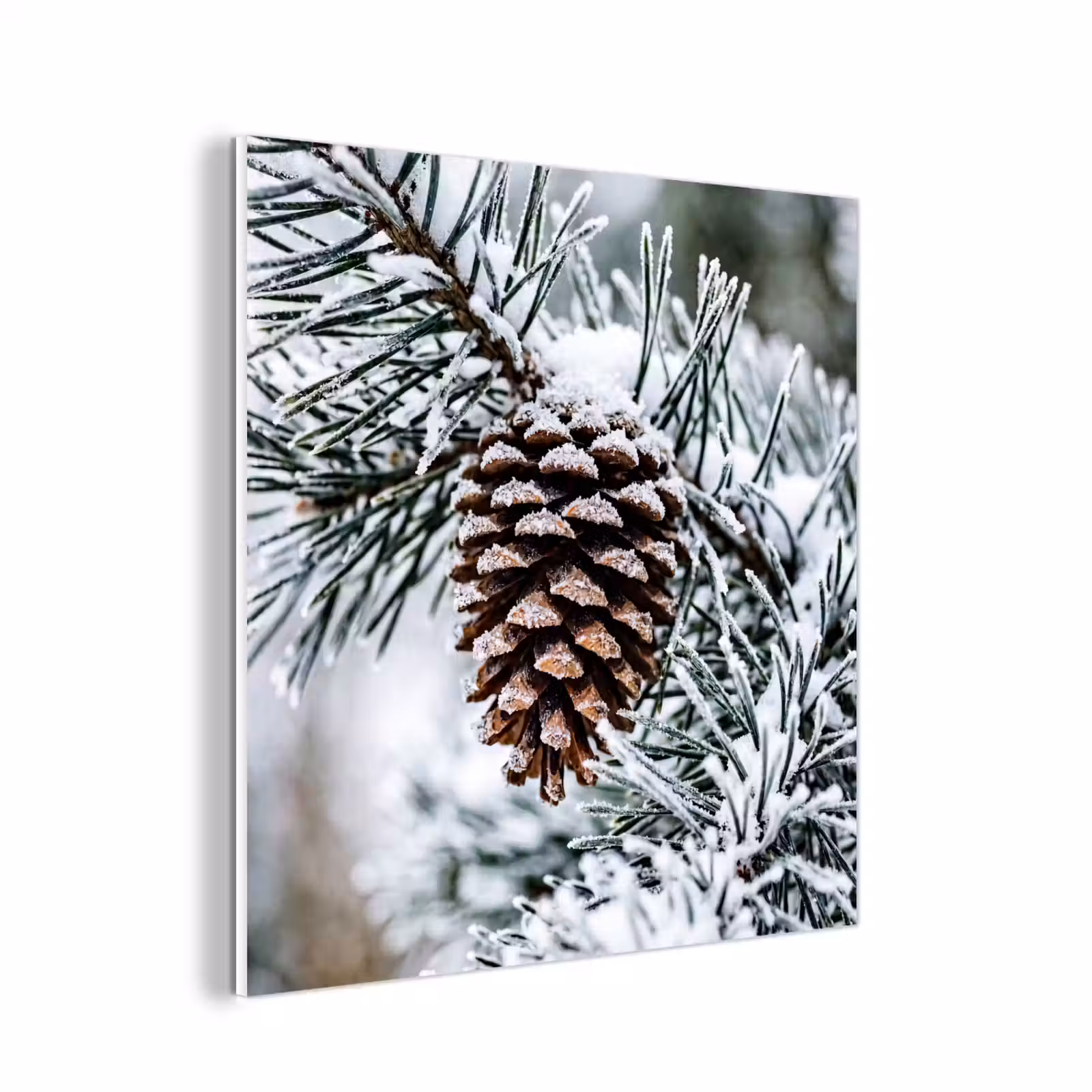 Forex - Dennenappel - Tak - Sneeuw - Winter - Sfeervol — 1